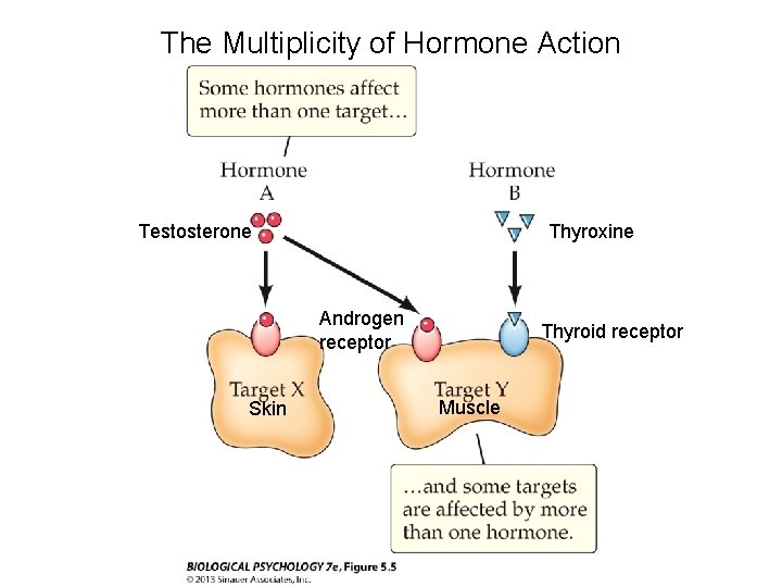 The Multiplicity of Hormone Action Testosterone Thyroxine Androgen receptor Skin Thyroid receptor Muscle 