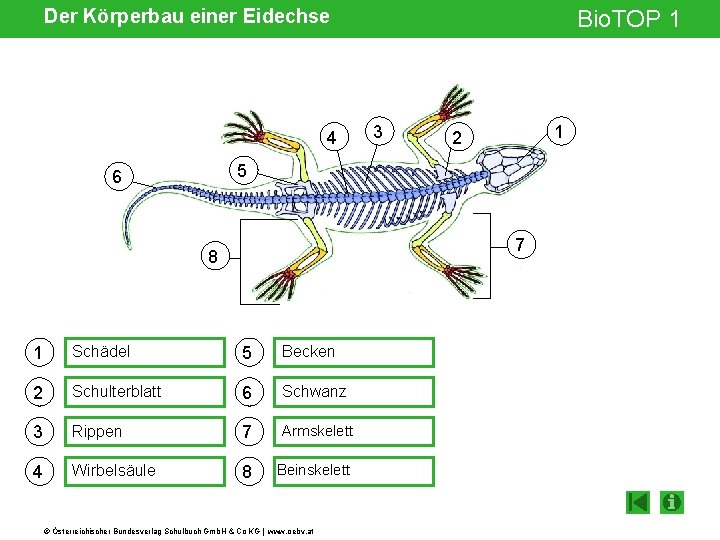 Krperbau 6 Buchstaben