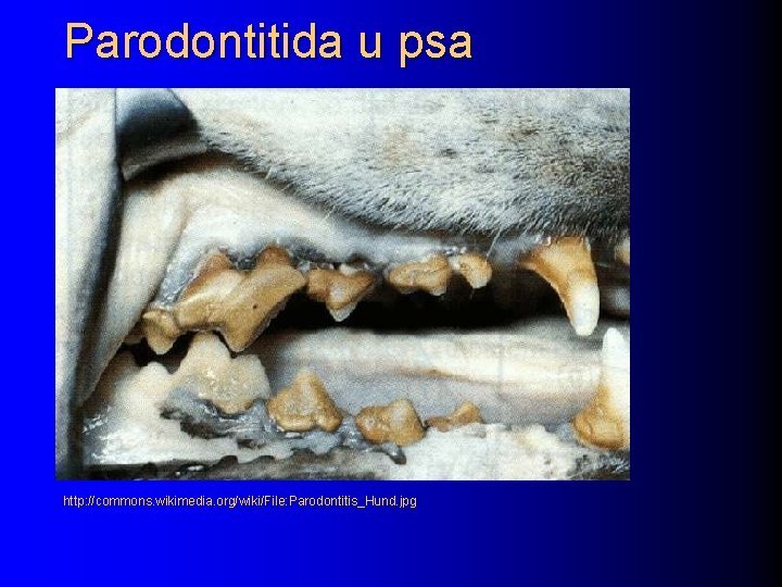 Parodontitida u psa http: //commons. wikimedia. org/wiki/File: Parodontitis_Hund. jpg 