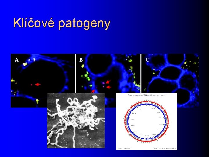 Klíčové patogeny 