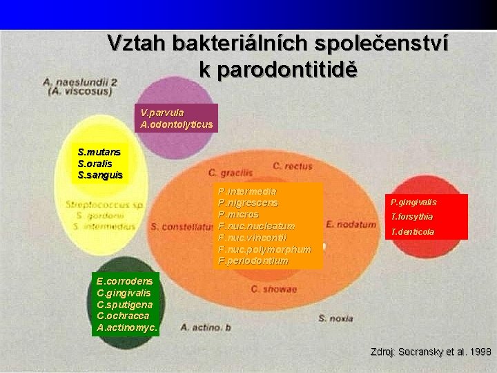 Vztah bakteriálních společenství k parodontitidě V. parvula A. odontolyticus S. mutans S. oralis S.