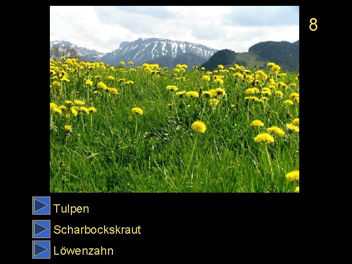 8 Tulpen Scharbockskraut Löwenzahn 
