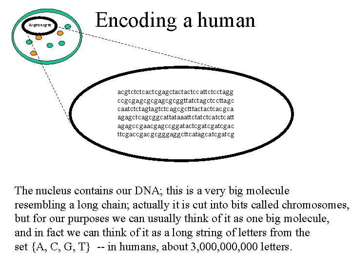 Acgtctcacgcttc Encoding a human acgtctctcactcgagctactactccattctcctagg ccgcgagcgcggttatctagctccttagc caatctctagtagtctcagcgctttactactcacgca agagctcagcggcattataaattctatctcatt agagccgaacgagccggatactcgatcgac ttcgacgcgggaggcttcatagcatcg The nucleus contains our