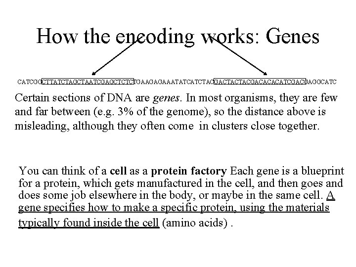 How the encoding works: Genes CATCGGCTTATCTAGCTAATCGAGCTCTCTGAAGAGAAATATCATCTACGACTACTACGACACACATCGACGAGGCATC Certain sections of DNA are genes. In most