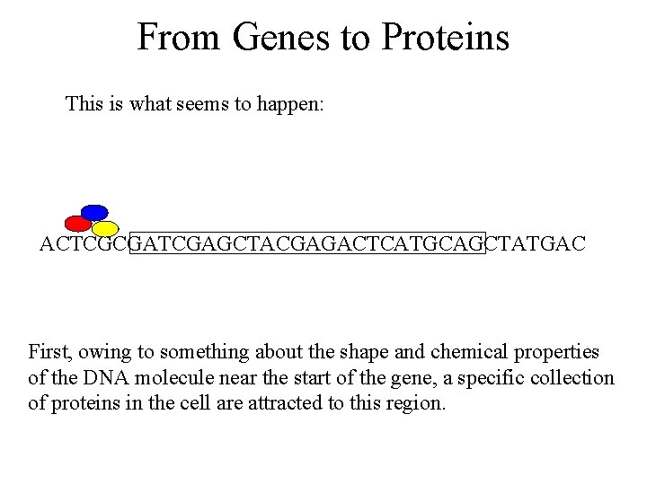 From Genes to Proteins This is what seems to happen: ACTCGCGATCGAGCTACGAGACTCATGCAGCTATGAC First, owing to