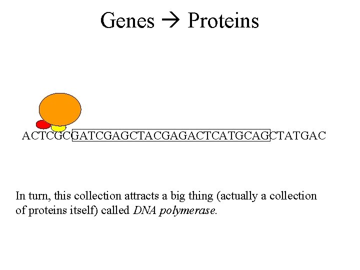 Genes Proteins ACTCGCGATCGAGCTACGAGACTCATGCAGCTATGAC In turn, this collection attracts a big thing (actually a collection