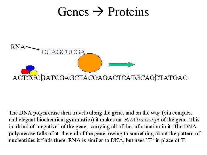 Genes Proteins RNA CUAGCUCGA ACTCGCGATCGAGCTACGAGACTCATGCAGCTATGAC The DNA polymerase then travels along the gene, and