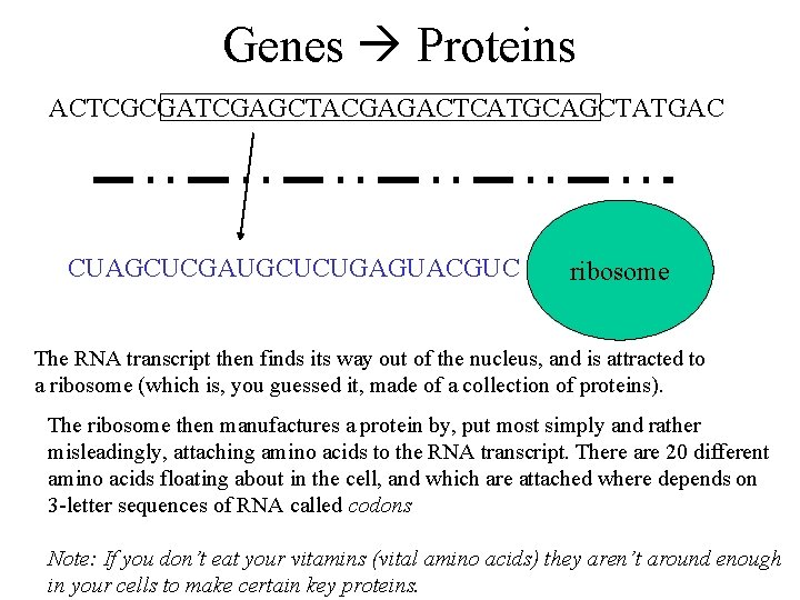Genes Proteins ACTCGCGATCGAGCTACGAGACTCATGCAGCTATGAC CUAGCUCGAUGCUCUGAGUACGUC ribosome The RNA transcript then finds its way out of