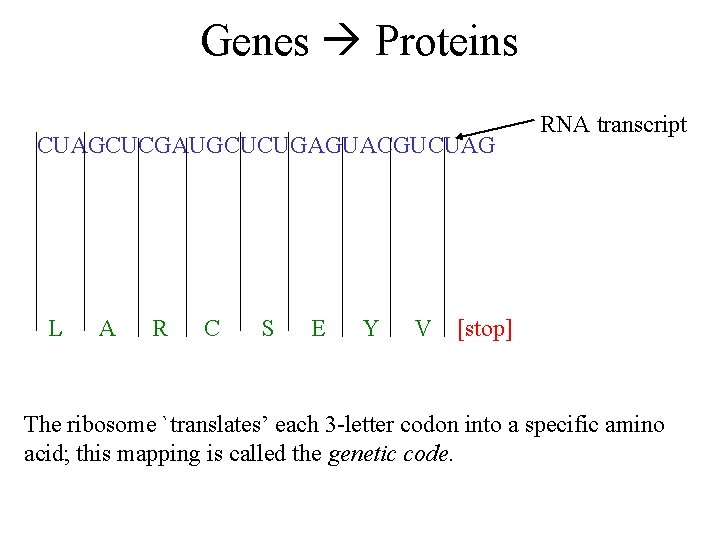 Genes Proteins CUAGCUCGAUGCUCUGAGUACGUCUAG L A R C S E Y V RNA transcript [stop]