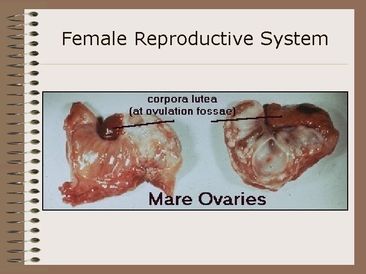 Female Reproductive System 