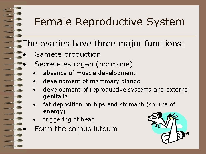 Female Reproductive System The ovaries have three major functions: • • Gamete production Secrete