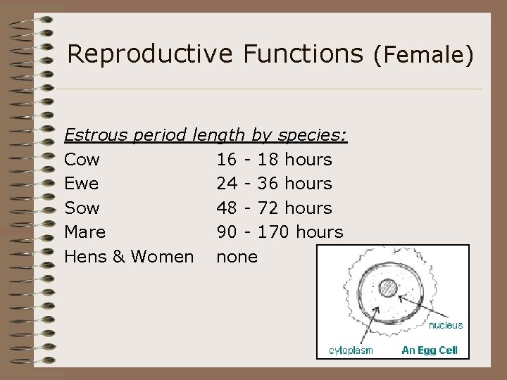 Reproductive Functions (Female) Estrous period length by species: Cow 16 - 18 hours Ewe