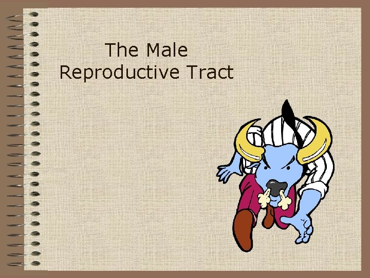 The Male Reproductive Tract 