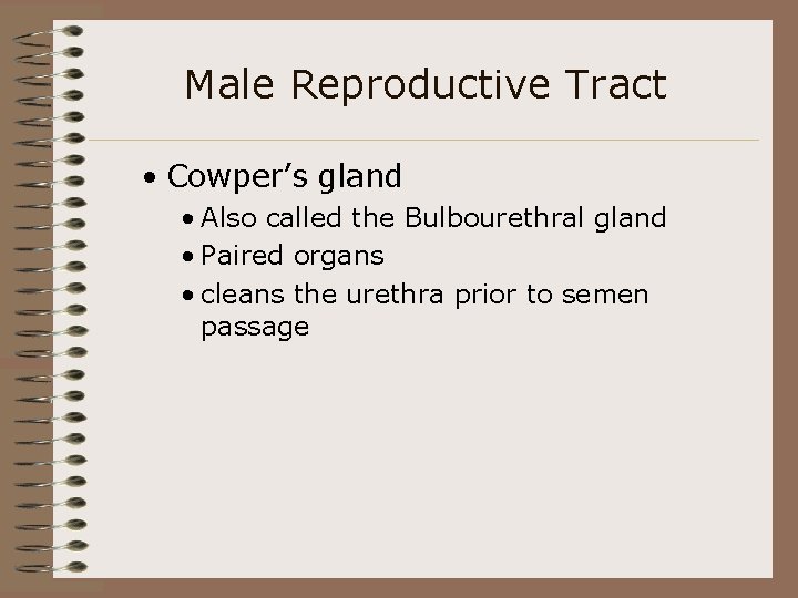 Male Reproductive Tract • Cowper’s gland • Also called the Bulbourethral gland • Paired