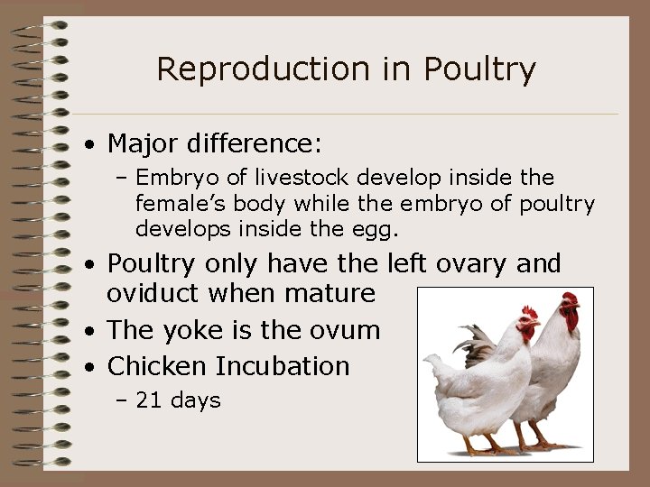 Reproduction in Poultry • Major difference: – Embryo of livestock develop inside the female’s