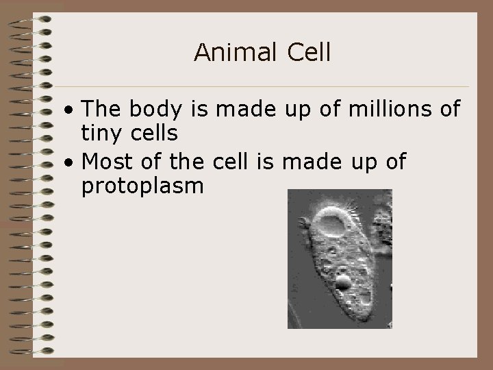 Animal Cell • The body is made up of millions of tiny cells •