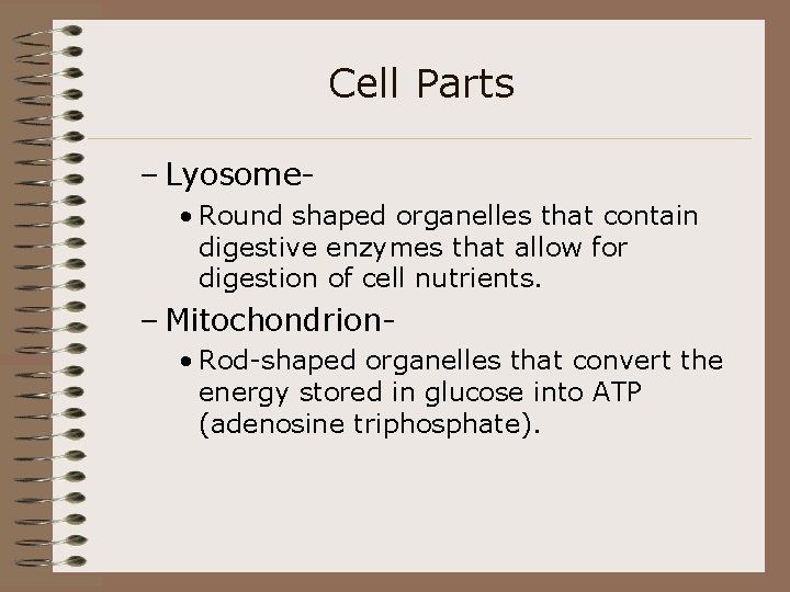 Cell Parts – Lyosome • Round shaped organelles that contain digestive enzymes that allow