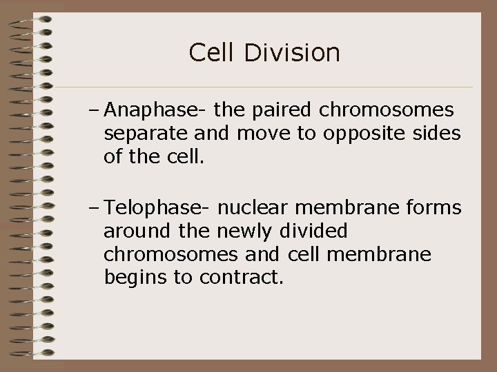 Cell Division – Anaphase- the paired chromosomes separate and move to opposite sides of