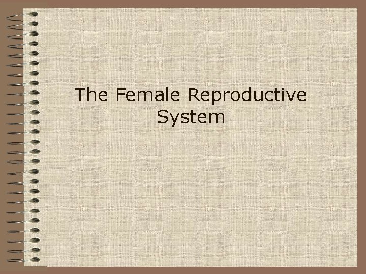 The Female Reproductive System 