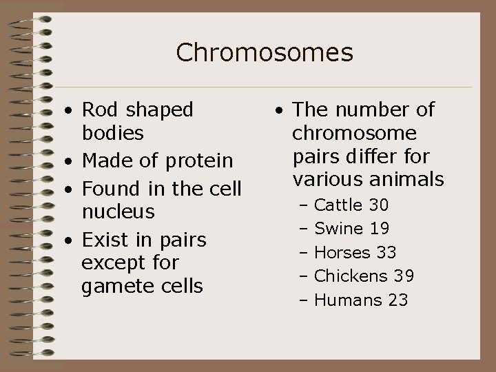 Chromosomes • Rod shaped bodies • Made of protein • Found in the cell