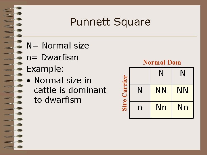 Punnett Square Normal Dam Sire Carrier N= Normal size n= Dwarfism Example: • Normal