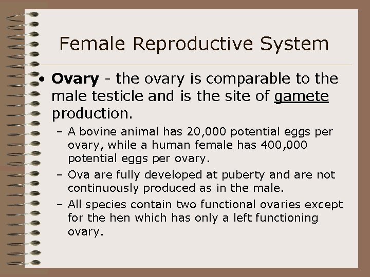 Female Reproductive System • Ovary - the ovary is comparable to the male testicle