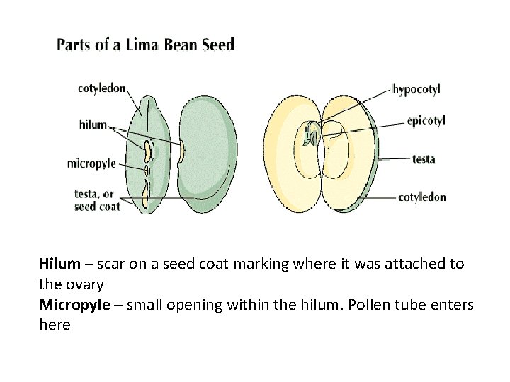 Hilum – scar on a seed coat marking where it was attached to the