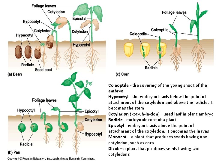 Coleoptile - the covering of the young shoot of the embryo Hypocotyl - the