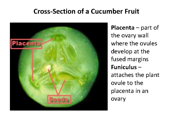 Cross-Section of a Cucumber Fruit Placenta – part of the ovary wall where the