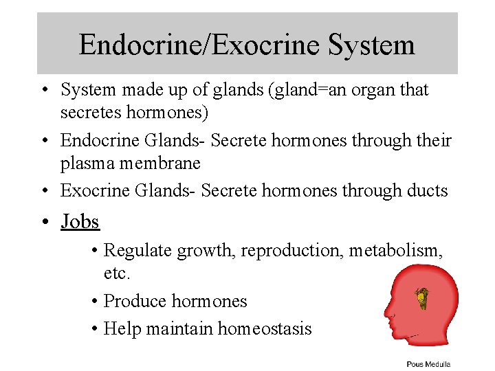 Endocrine/Exocrine System • System made up of glands (gland=an organ that secretes hormones) •