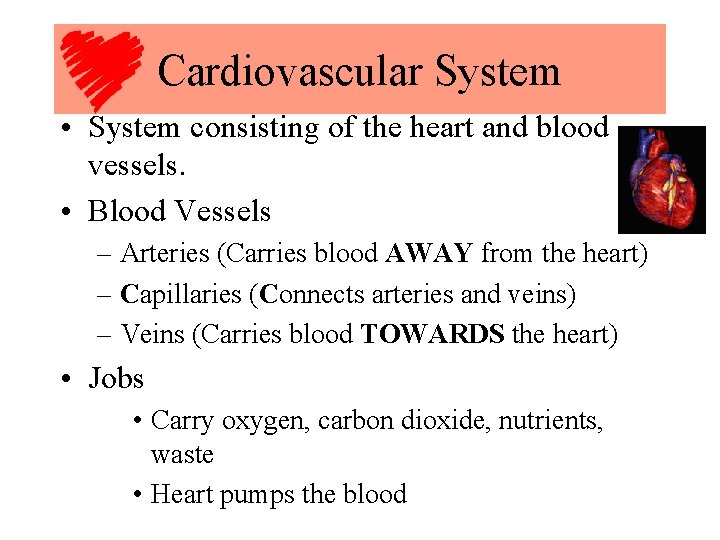 Cardiovascular System • System consisting of the heart and blood vessels. • Blood Vessels