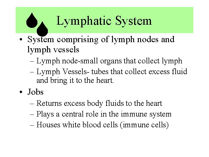 Lymphatic System • System comprising of lymph nodes and lymph vessels – Lymph node-small