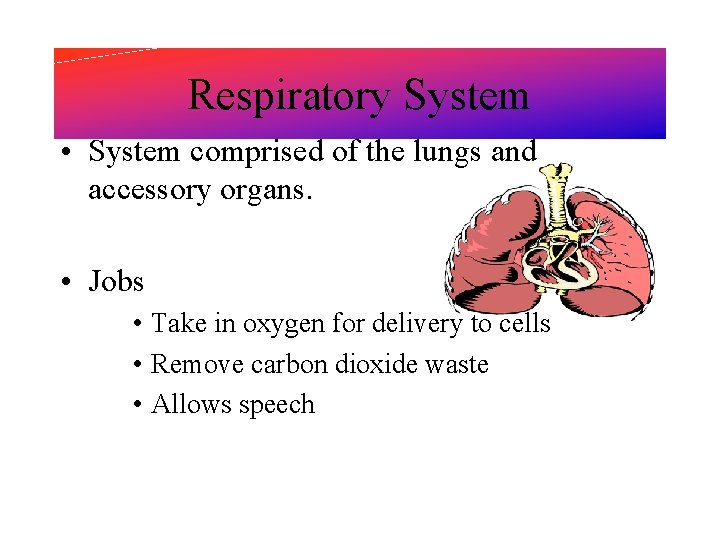 Respiratory System • System comprised of the lungs and accessory organs. • Jobs •