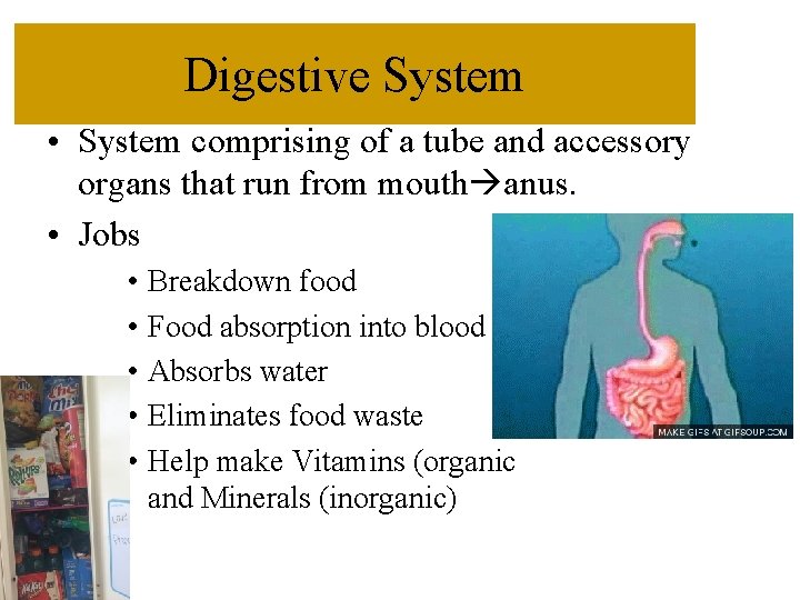 Digestive System • System comprising of a tube and accessory organs that run from