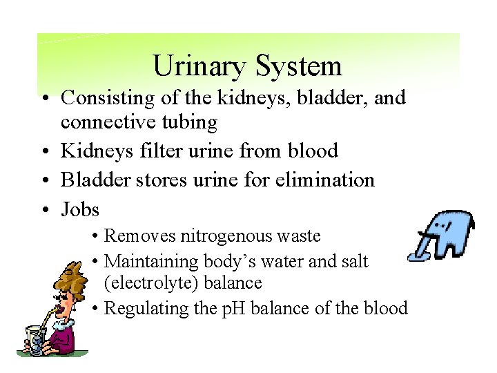 Urinary System • Consisting of the kidneys, bladder, and connective tubing • Kidneys filter