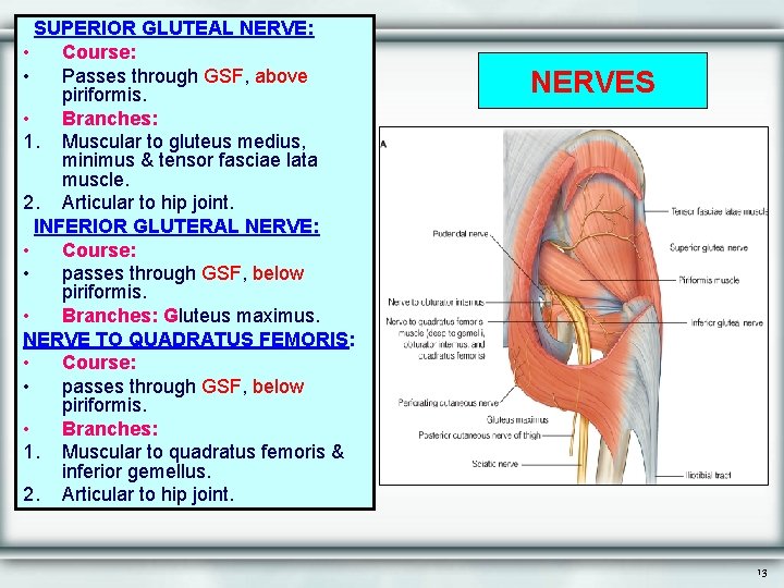 SUPERIOR GLUTEAL NERVE: • Course: • Passes through GSF, above piriformis. • Branches: 1.