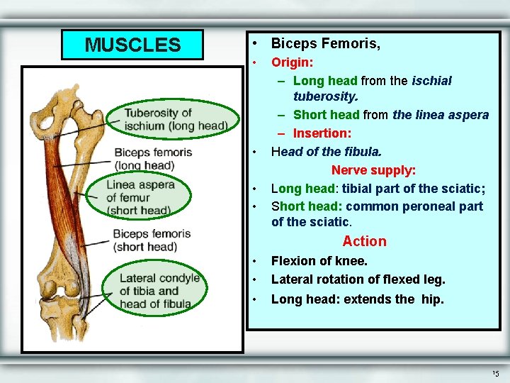 MUSCLES • Biceps Femoris, • • Origin: – Long head from the ischial tuberosity.