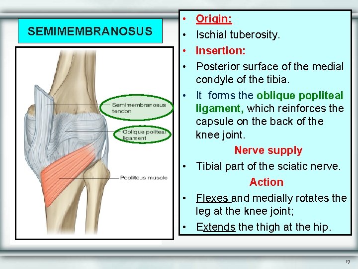 SEMIMEMBRANOSUS • • Origin: Ischial tuberosity. Insertion: Posterior surface of the medial condyle of