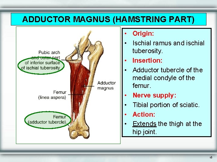ADDUCTOR MAGNUS (HAMSTRING PART) • Origin: • Ischial ramus and ischial tuberosity. • Insertion: