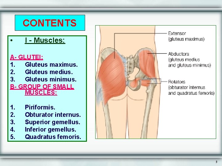 CONTENTS • I - Muscles: A- GLUTEI: 1. Gluteus maximus. 2. Gluteus medius. 3.