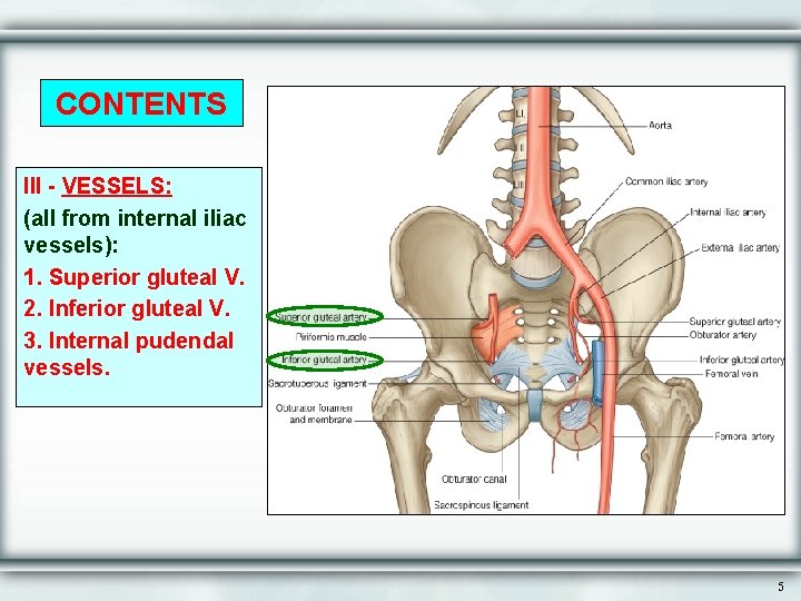 CONTENTS III - VESSELS: (all from internal iliac vessels): 1. Superior gluteal V. 2.