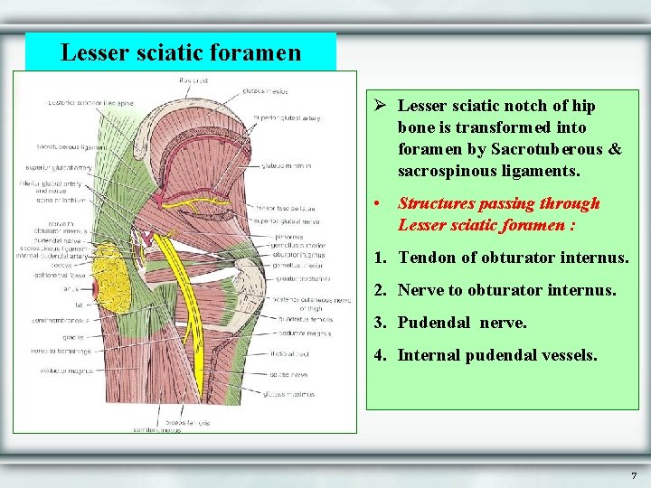 Lesser sciatic foramen Ø Lesser sciatic notch of hip bone is transformed into foramen