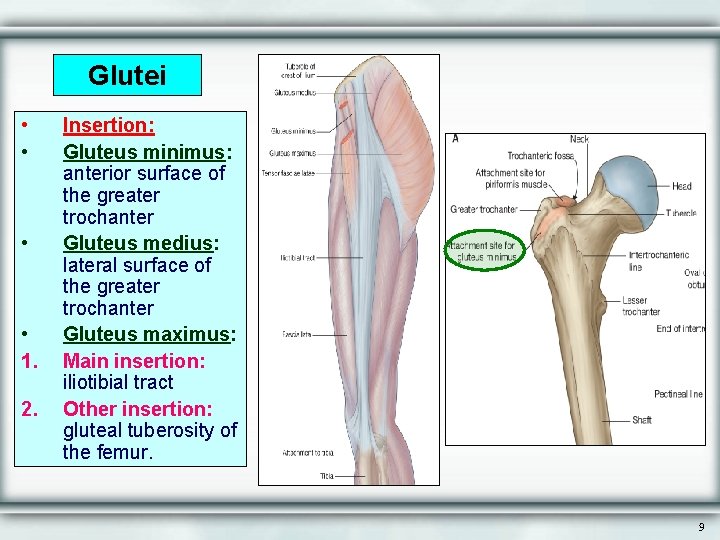 Glutei • • 1. 2. Insertion: Gluteus minimus: anterior surface of the greater trochanter
