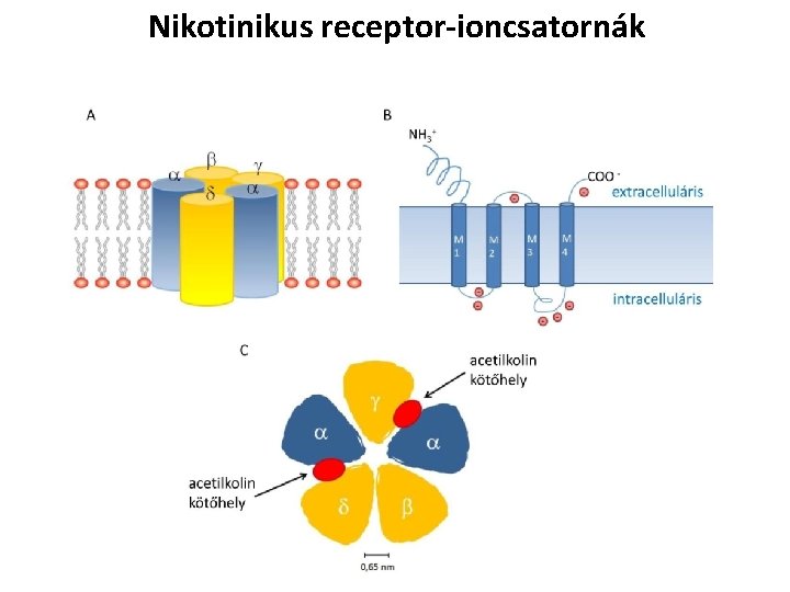 Nikotinikus receptor-ioncsatornák 