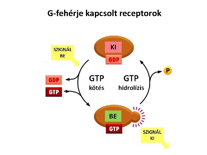 G-fehérje kapcsolt receptorok 
