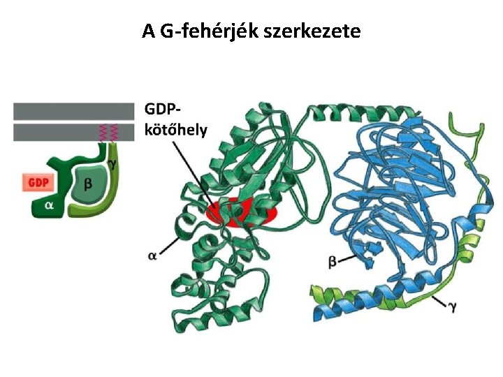 A G-fehérjék szerkezete 