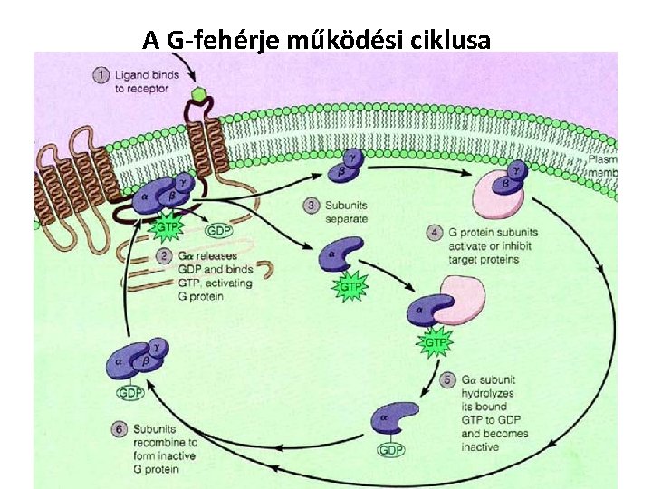 A G-fehérje működési ciklusa 