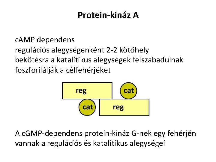 Protein-kináz A c. AMP dependens regulációs alegységenként 2 -2 kötőhely bekötésra a katalitikus alegységek