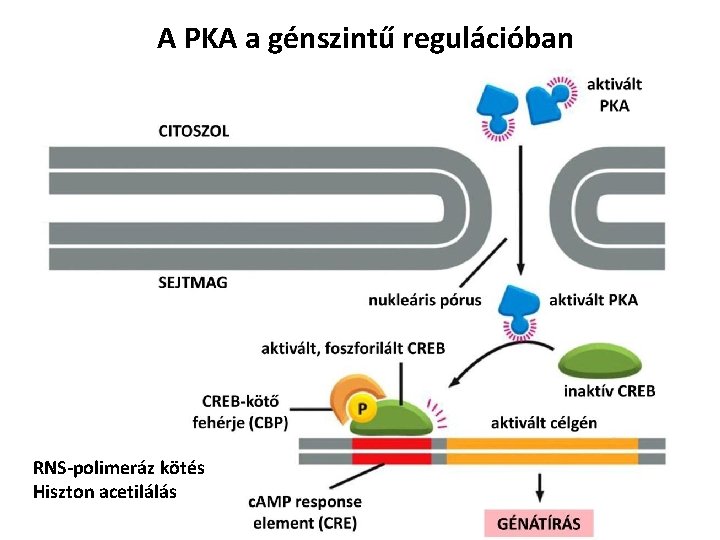 A PKA a génszintű regulációban RNS-polimeráz kötés Hiszton acetilálás 