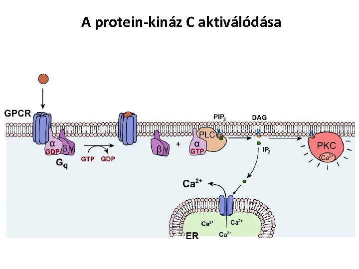 A protein-kináz C aktiválódása 